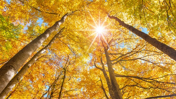 Sonne scheint durch die Blätter eines Herbstwaldes © Colourbox Foto: Wolfgang Filser
