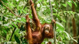 Ein junger Borneo-Orang-Utan schwingt sich durch den Urwald. © imago 