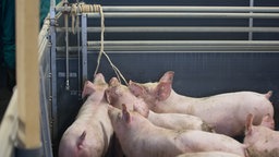 Schweine nagen in einem Stall an Seilen. © dpa Foto: Friso Gentsch