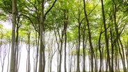 Wald aus vom Wind geformten Buchen an einer Steilkueste der Ostsee, Deutschland, Mecklenburg-Vorpommern © picture alliance / blickwinkel/A. Held | A. Held Foto: A. Held