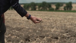 Eine Hand zerbröselt trockene Erde auf einem Feld. © NDR 