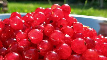 Eine Schale voller roter Johannisbeern im Garten. © CC BY 2.0 Foto: Seph Swain