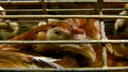 Hühner in Käfighaltung. © NDR 