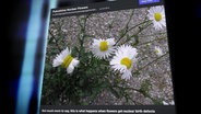 Ein Bild zeigt mutierte Blumen.  Foto: Screenshot