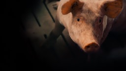 Ein Schwein steht in einem Stall und schaut in Richtung der Kamera. © NDR/ARD 