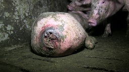 Eine offene Wunde am After eines Schweins. © ARIWA