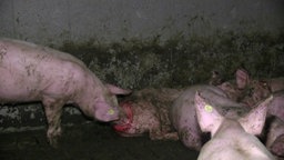 Ein Schwein beißt in die offene Wunde am After eines anderen Schweins. © ARIWA