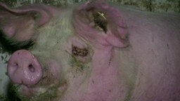 Ein Schwein mit vereiterten Augen. © ARIWA