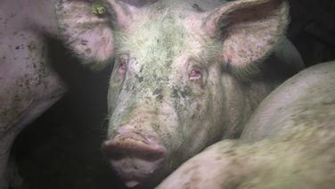 Ein Schwein mit roten Augen. © ARIWA 