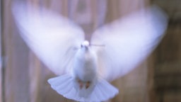 Symbol für den Frieden: Eine weiße Taube © KPA Foto: 70004/KPA/AQUILA
